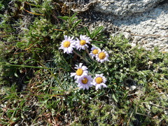 Erigeron glacialis hirsutus