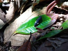 Pseudophera