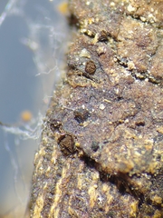 Licea minima