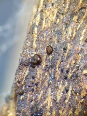 Licea minima