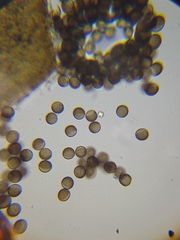 Licea minima