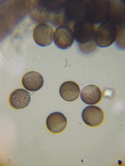 Licea minima