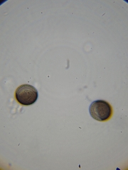 Licea minima