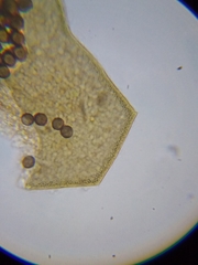 Licea minima