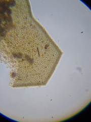 Licea minima