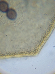 Licea minima