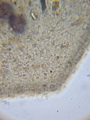 Licea minima