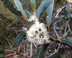 Eucalyptus diversifolia
