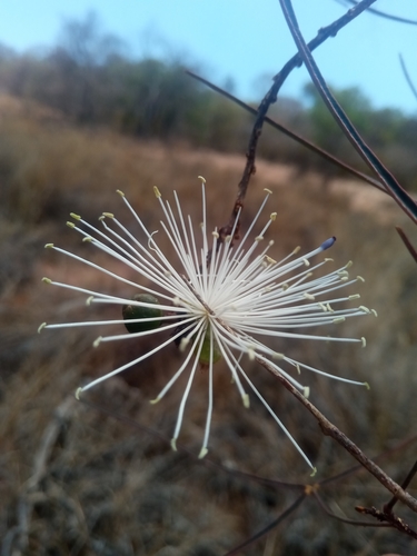 Capparaceae image