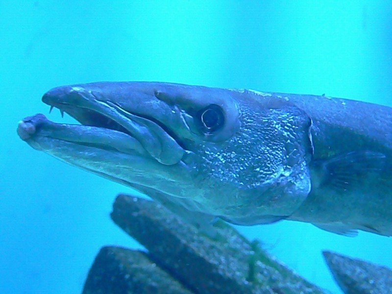 Barracuda, Feed and Grow Fish Wikia