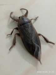 Lethocerus indicus