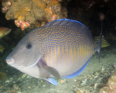 Prionurus maculatus
