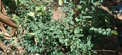 Chamaecrista rotundifolia