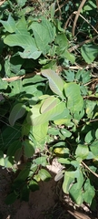 Annona senegalensis