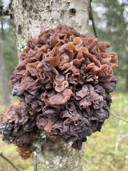 Phaeotremella foliacea