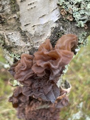 Phaeotremella foliacea