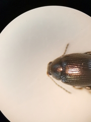 Chaetocnema concinna