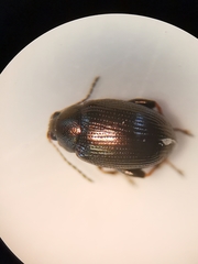Chaetocnema concinna