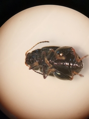 Chaetocnema concinna