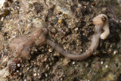 Baseodiscus delineatus