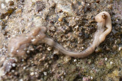 Baseodiscus delineatus