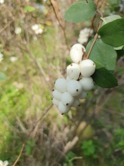 Symphoricarpos albus