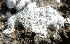 Diplotomma alboatrum