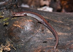 Plethodon sherando