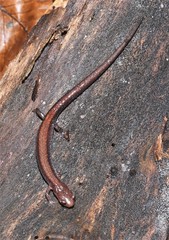 Plethodon sherando