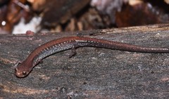 Plethodon sherando