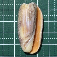 Miniaceoliva miniacea image