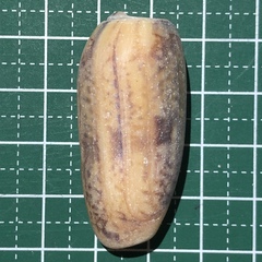 Oliva miniacea