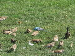 Melopsittacus undulatus domesticus