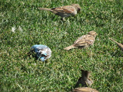 Melopsittacus undulatus domesticus