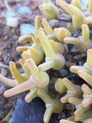 Meyerophytum