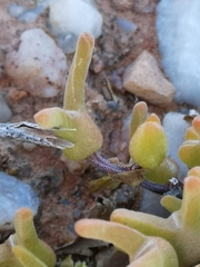 Meyerophytum