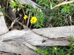 Pultenaea pedunculata