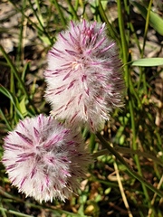 Ptilotus drummondii