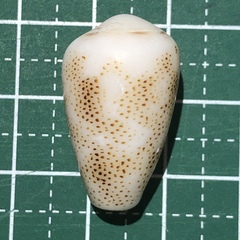 Conus arenatus