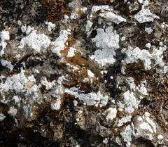 Diplotomma alboatrum