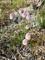 Ptilotus drummondii