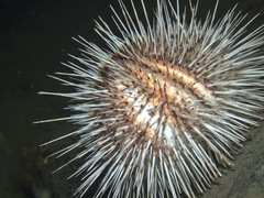 Gracilechinus acutus