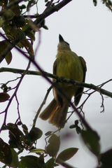 Myiodynastes hemichrysus
