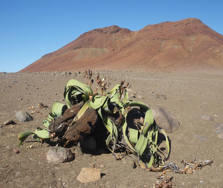 Welwitschia