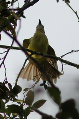 Myiodynastes hemichrysus