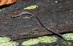 Plethodon sherando