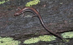 Plethodon sherando