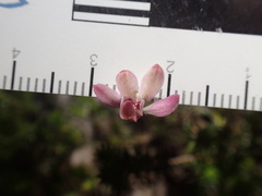 Caladenia pusilla