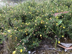 Pultenaea pedunculata