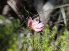 Caladenia pusilla